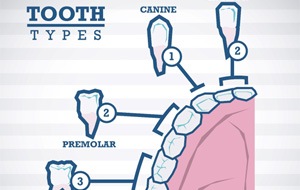 Types of teeth cost of root canal in Jacksonville        