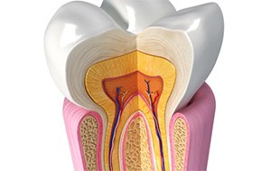 A cross-section of a tooth.